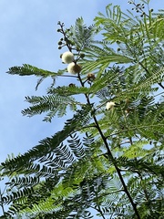 Leucaena