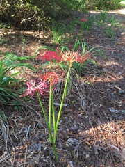 Lycoris radiata