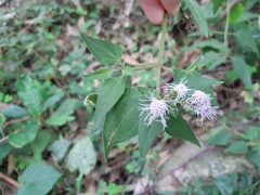 Chromolaena odorata