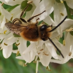 Colletes hederae