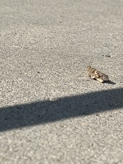 Trimerotropis pallidipennis