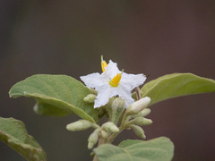 Solanum