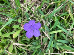 Ruellia nudiflora