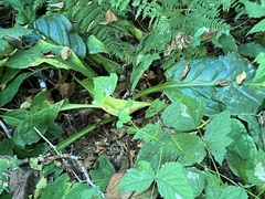 Lysichiton americanus