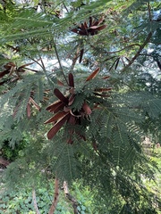 Leucaena
