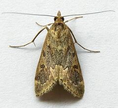 Loxostege allectalis