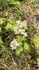 Parthenium integrifolium