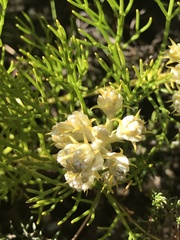 Serruria ascendens