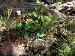 Geum macrophyllum