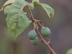 Solanum