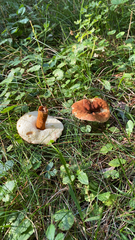 Gyroporus castaneus