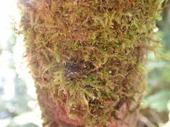 Scytinium polycarpum