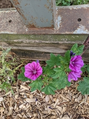 Malva sylvestris mauritiana