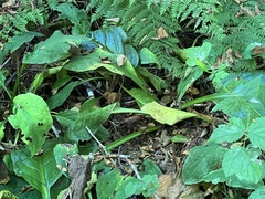 Lysichiton americanus