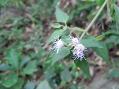Chromolaena odorata
