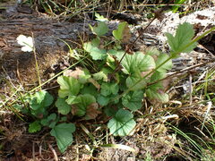 Geum macrophyllum