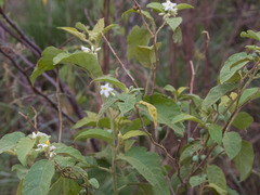 Solanum
