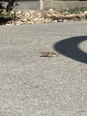 Trimerotropis pallidipennis