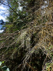 Usnea longissima
