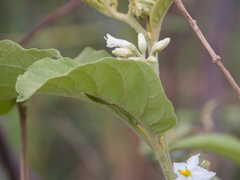 Solanum