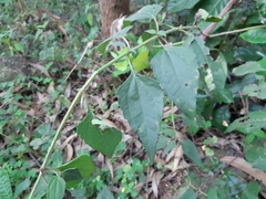 Chromolaena odorata