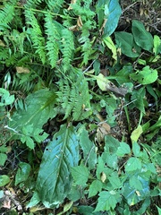 Lysichiton americanus
