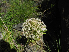 Aeonium pseudourbicum image