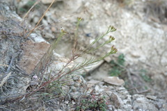 Galatella linosyris
