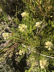 Serruria ascendens