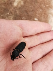 Spondylis buprestoides