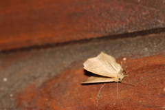 Prochoerodes lineola