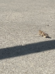 Trimerotropis pallidipennis