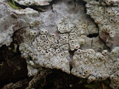 Thelotrema