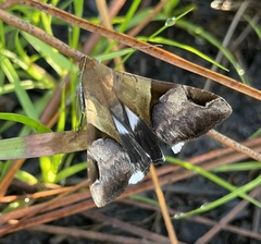 Melipotis fasciolaris