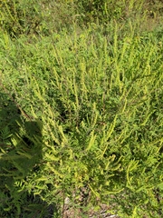 Ambrosia psilostachya
