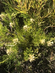 Serruria ascendens