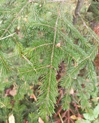 Abies sibirica