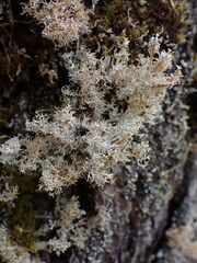 Sphaerophorus tuckermanii