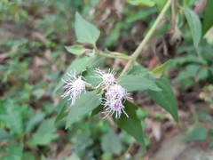 Chromolaena odorata
