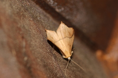 Prochoerodes lineola