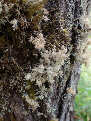 Sphaerophorus tuckermanii