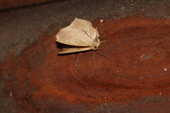 Prochoerodes lineola