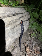 Plethodon jordani