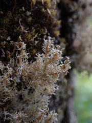 Sphaerophorus tuckermanii