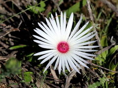 Cleretum bellidiforme