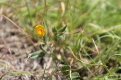 Zornia thymifolia