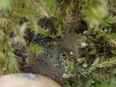 Scytinium polycarpum