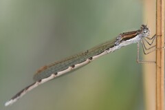 Sympecma fusca