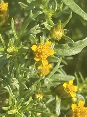 Dyssodia papposa