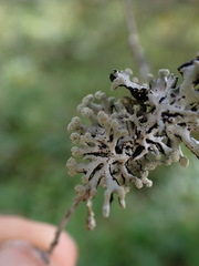 Hypogymnia tubulosa